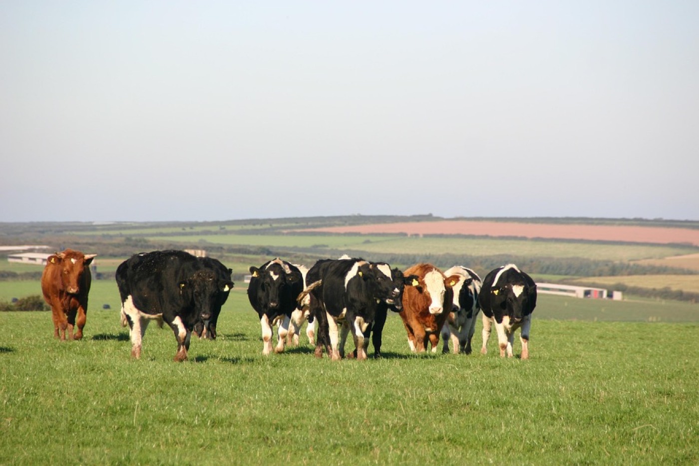 Nederlandse weilanden met koeien bij een natuurgebied